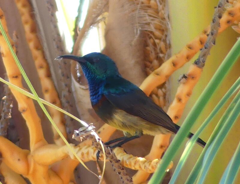 Souimanga Sunbird male