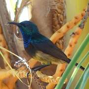 Souimanga Sunbird