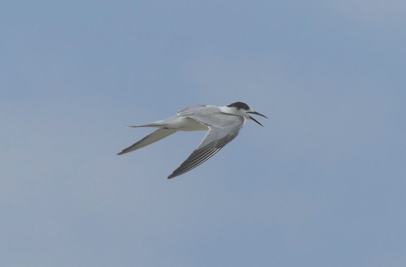 Common Tern