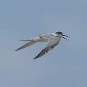 Common Tern