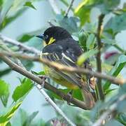 Baglafecht Weaver