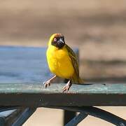 Vitelline Masked Weaver