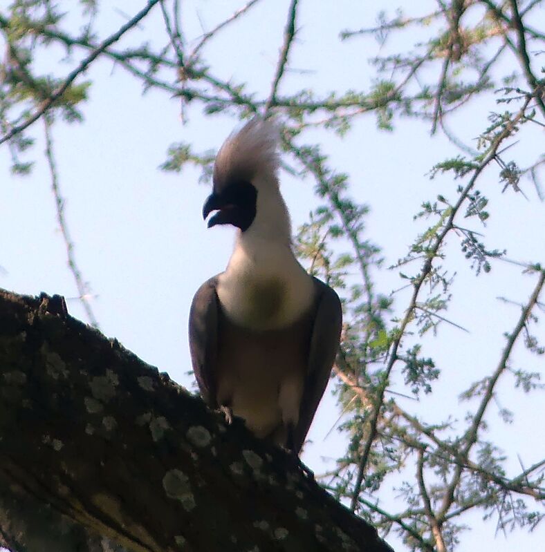 Touraco masqué