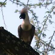 Touraco masqué