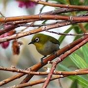 Malagasy White-eye