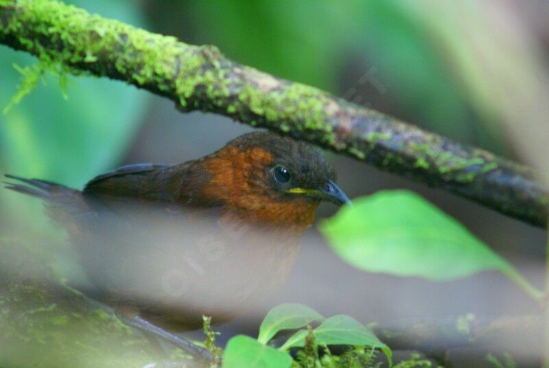 Northern Chestnut-breasted Wrenadult