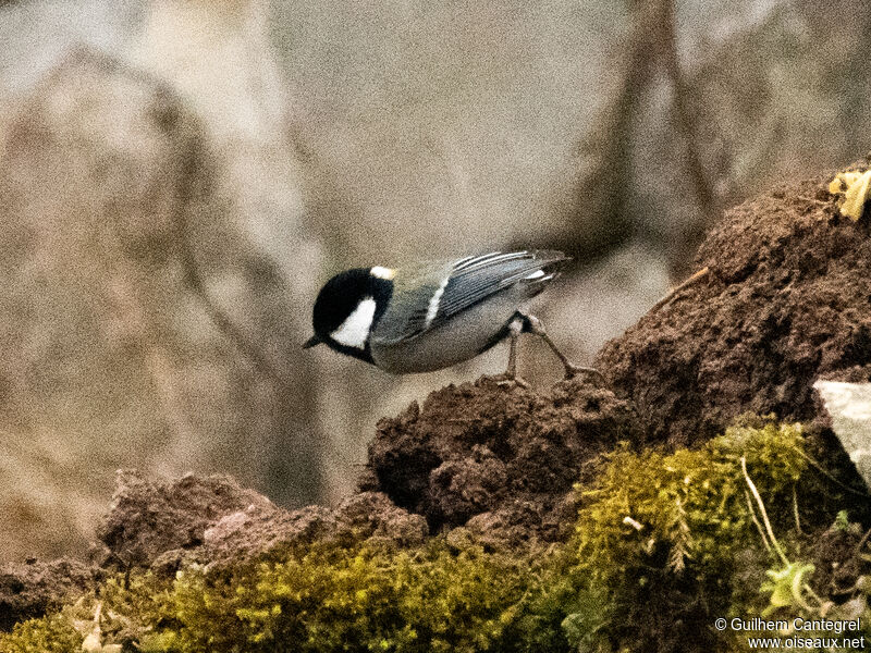 Cinereous Tit, identification, aspect, pigmentation, walking