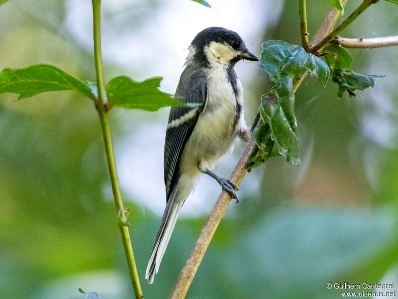 Cinereous Titjuvenile, identification, aspect, pigmentation, walking