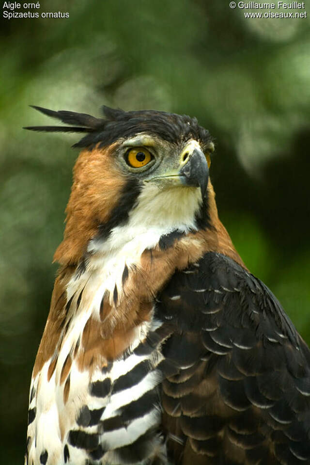 Ornate Hawk-Eagle - Spizaetus ornatus - fegu65344