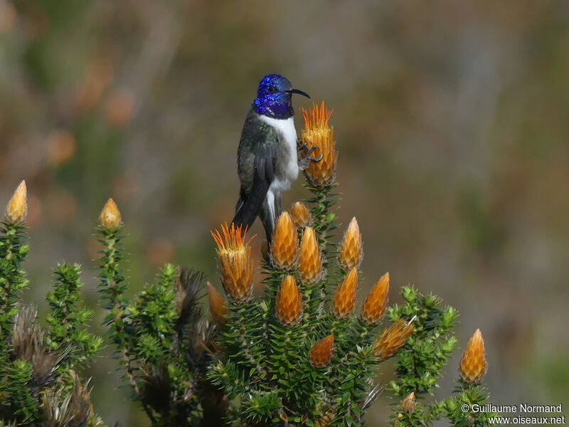 Colibri du Chimborazo mâle adulte, identification