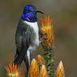 Colibri du Chimborazo