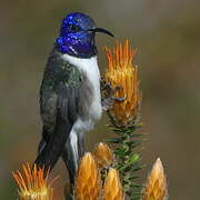 Colibri du Chimborazo