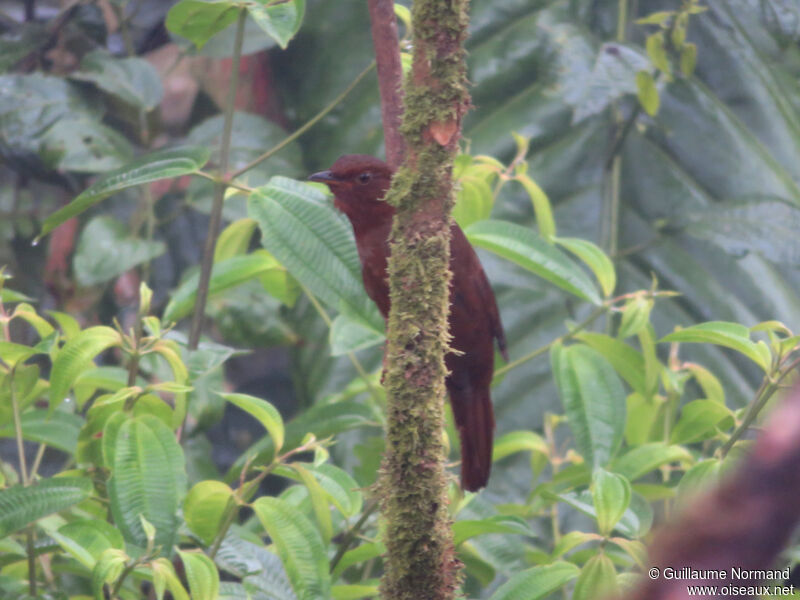 Rufous-brown Solitaire