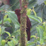 Rufous-brown Solitaire