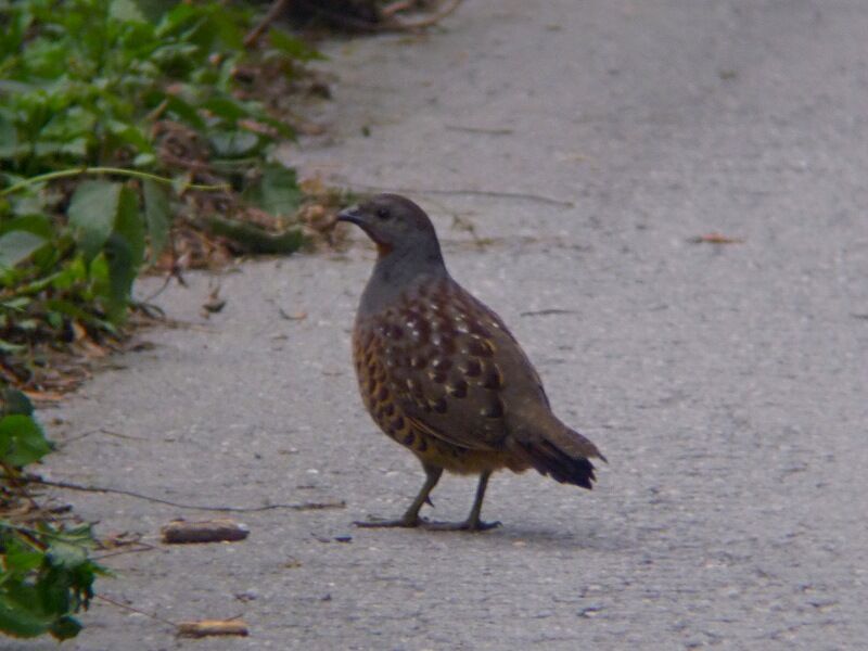 Taiwan Bamboo Partridgeadult