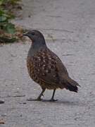 Taiwan Bamboo Partridge