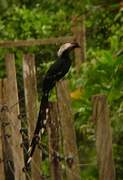 Eastern Long-tailed Hornbill