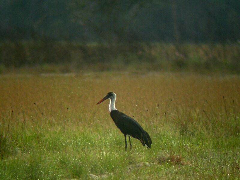 African Woolly-necked Stork