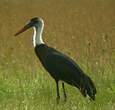 Cigogne à pattes noires