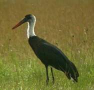 Cigogne à pattes noires