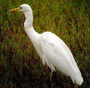 Yellow-billed Egret