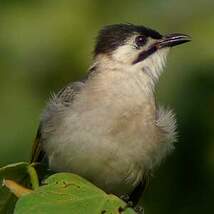 Bulbul de Taïwan