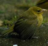 Tisserin à bec grêle