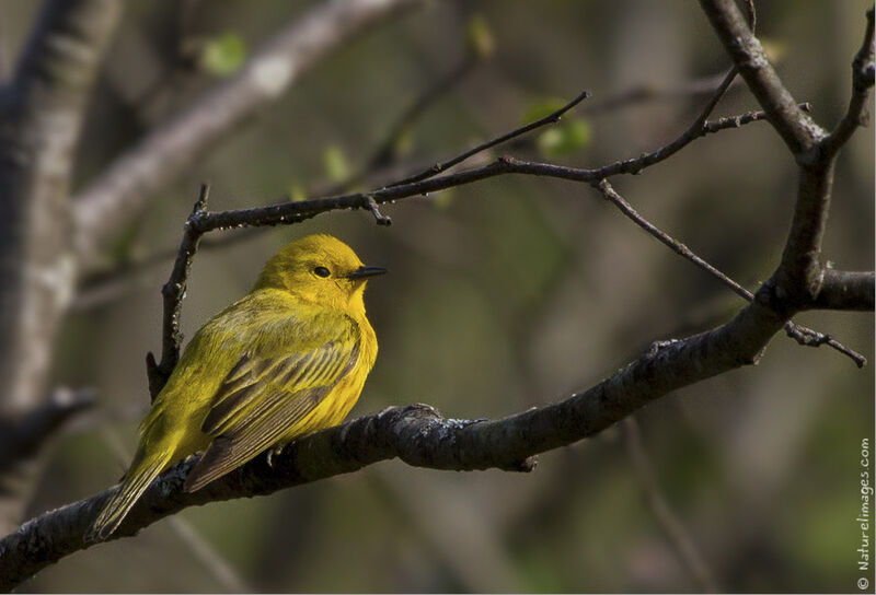 American Yellow Warbler male adult