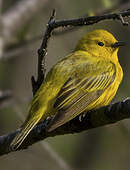 Paruline jaune