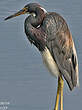 Aigrette tricolore