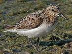 Bécasseau sanderling