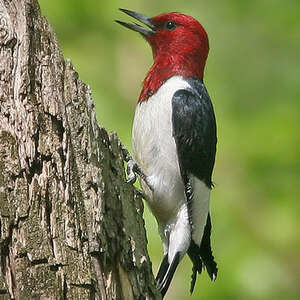 Red-headed Woodpecker - Melanerpes erythrocephalus