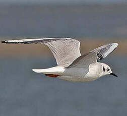 Mouette de Bonaparte