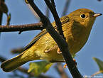 Paruline jaune