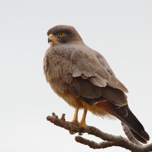 Grasshopper Buzzard - Butastur rufipennis