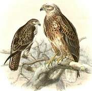 Common Buzzard (vulpinus)