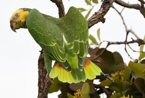 Amazone à face jaune