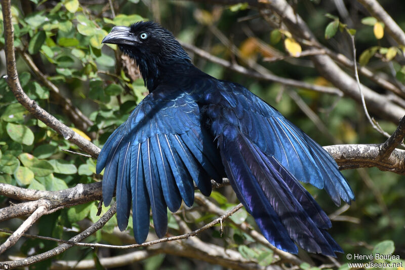 Greater Aniadult, close-up portrait, care