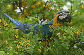 Blue-and-yellow Macaw