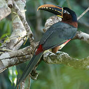 Chestnut-eared Aracari