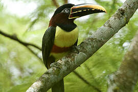 Chestnut-eared Aracari