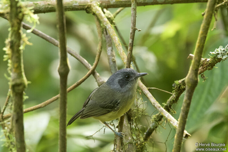 Batara gorgeret mâle adulte, portrait