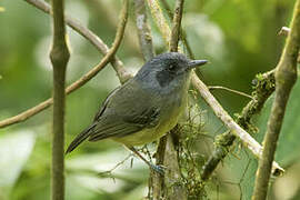 Plain Antvireo