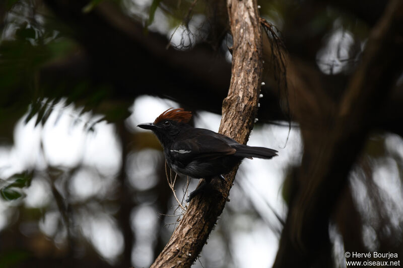 Glossy Antshrike female adult