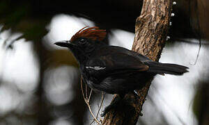 Glossy Antshrike