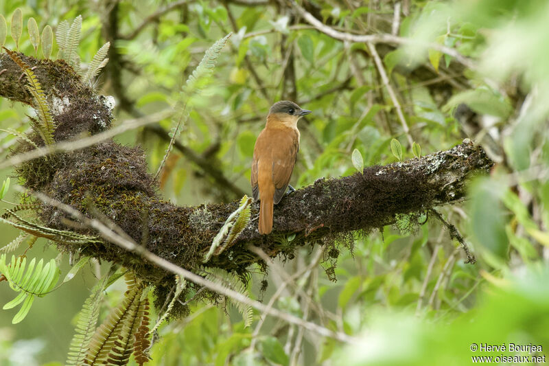 Bécarde huppée femelle adulte, habitat, composition