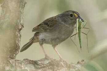 Bruant des savanes