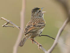 Bruant des savanes