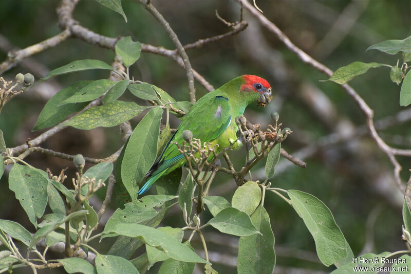 Pileated Parrot male adult, identification, aspect, eats