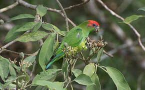 Pileated Parrot